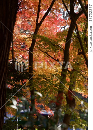 Shindaiji寺廟在秋天 38752277