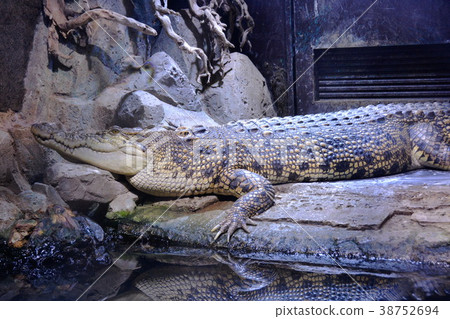 鹹水鱷 38752694