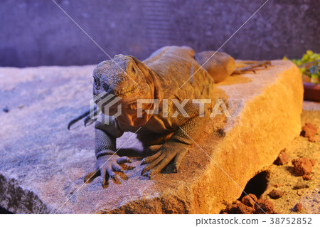 iguana iguana 38752852