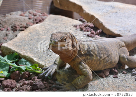 iguana iguana 38752853