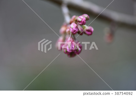 Yukiwari櫻花芽 38754092