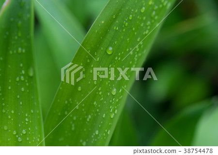 Water drop on leaf. 38754478