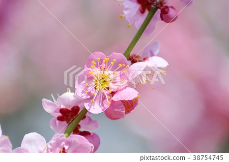 梅花（N）Doichibe 38754745