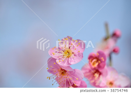 Plum blossoms (N) Doichibe 38754746