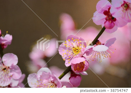Plum blossoms (N) Doichibe 38754747