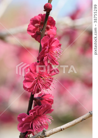 梅（鹿兒島紅） 38755299