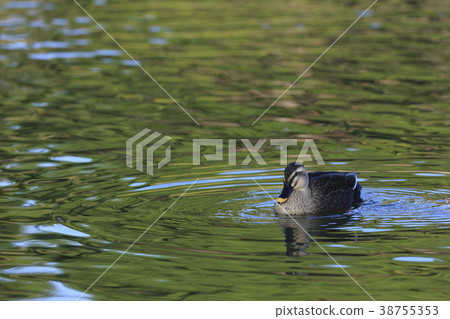 Karugamo of autumnal season 38755353