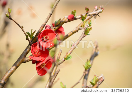 花弄皺了 38756250