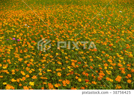 Changsung County, Jeonnam Changsung County, Jeonnam 38756425