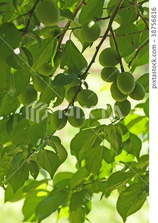 Plum tree plum tree (Scientific name: Prunus mume) Plum tree plum tree (Scientific name: Prunus mume) 38756816