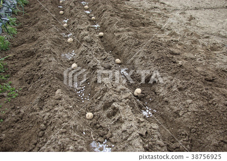 Planting of potatoes Planting of potatoes 38756925