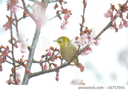 White-eye and cherry White-eye and cherry 38757091