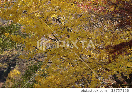 fall season view of Yase Hieizan Guchi fall season view of Yase Hieizan Guchi 38757166