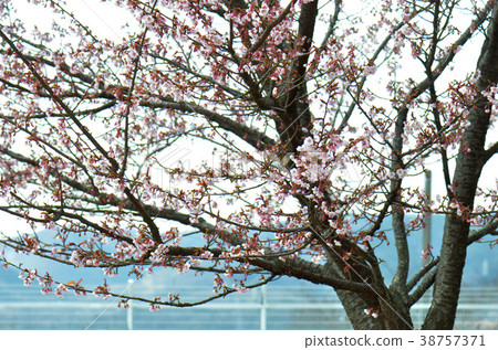櫻花樹 櫻花樹 38757371