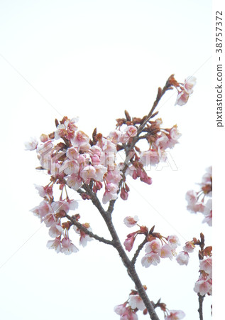 櫻花樹 38757372