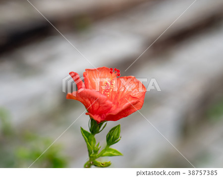 Hibiscus flower 38757385