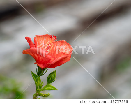 Hibiscus flower 38757386