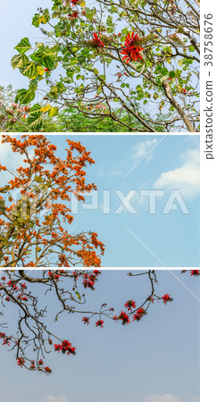 Bastard teak flower in summer and blue sky Bastard teak flower in summer and blue sky 38758676