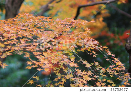 the maple at Enrian Temple autumn colors 38758677