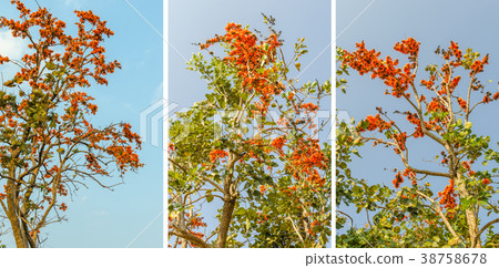 Bastard teak flower in summer and blue sky 38758678