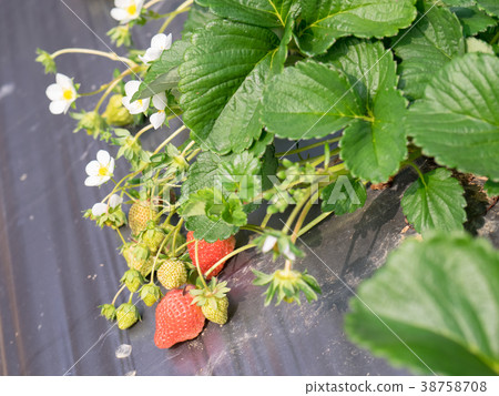 草莓園 38758708