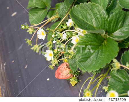 Strawberry farm Strawberry farm 38758709