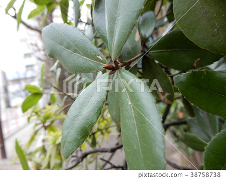 Bud (bud; bud) 38758738