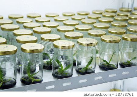 experiment of plant tissue culture in the laborato 38758761