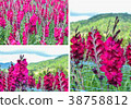 Abstract background of red flowers 38758812