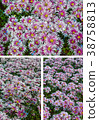 Abstract background of pink flowers 38758813