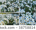 Abstract background of white flowers 38758814