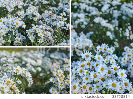 Abstract background of white flowers 38758814