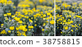 Abstract background of yellow flowers 38758815