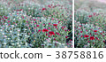 Abstract background of red flowers 38758816