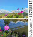Pink flowers cosmos bloom beautifully 38758817