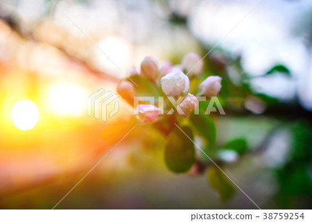 Blooming almond tree on the blue sky background. 38759254