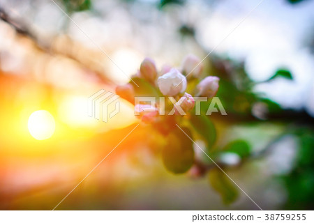 Blooming almond tree on the blue sky background. 38759255