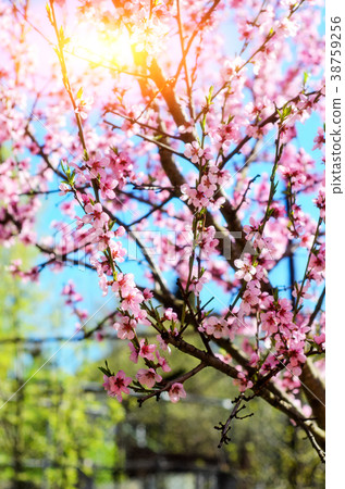 Blooming cherry tree branches against 38759256