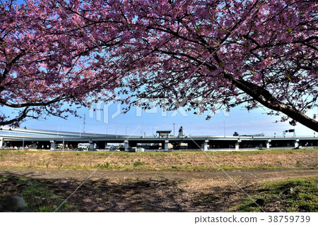 Kawazaki cherry tree of Chigasaki Koide River 38759739