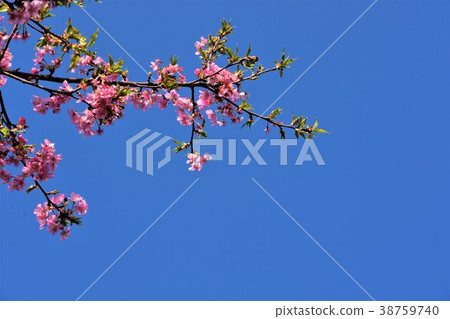 茅崎Koide河的川崎櫻桃樹 38759740