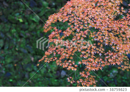 Kitano Kitano tenmangu shrine in Kyoto.japan 38759823
