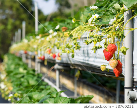 Strawberry farm 38760231