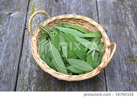 sage Salvia officinalis leaves in wicker basket sage Salvia officinalis leaves in wicker basket 38760326