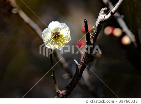 Plum blossom  38760338