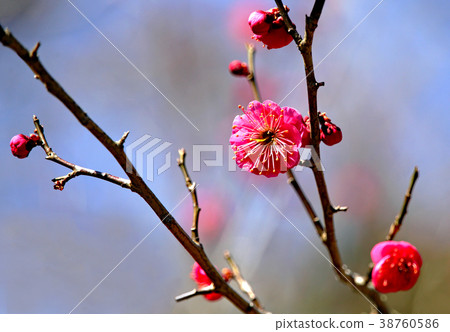Plum blossom  38760586