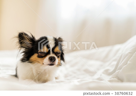 Small cute sleepy chihuahua dog is sleeping. Small cute sleepy chihuahua dog is sleeping. 38760632