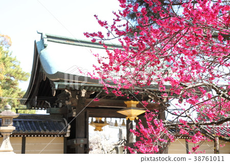 Plum blossoms in Kitano Tenman-gu Shrine 38761011