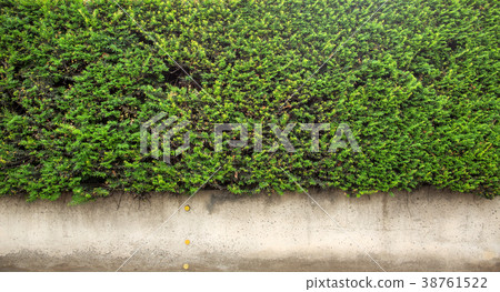 ivy leaves isolated on a white background 38761522
