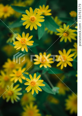 Dahlberg daisy texture background Dahlberg daisy texture background 38761579