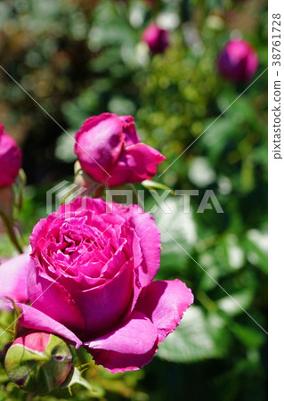 Beautiful roses with lavender pink 38761728